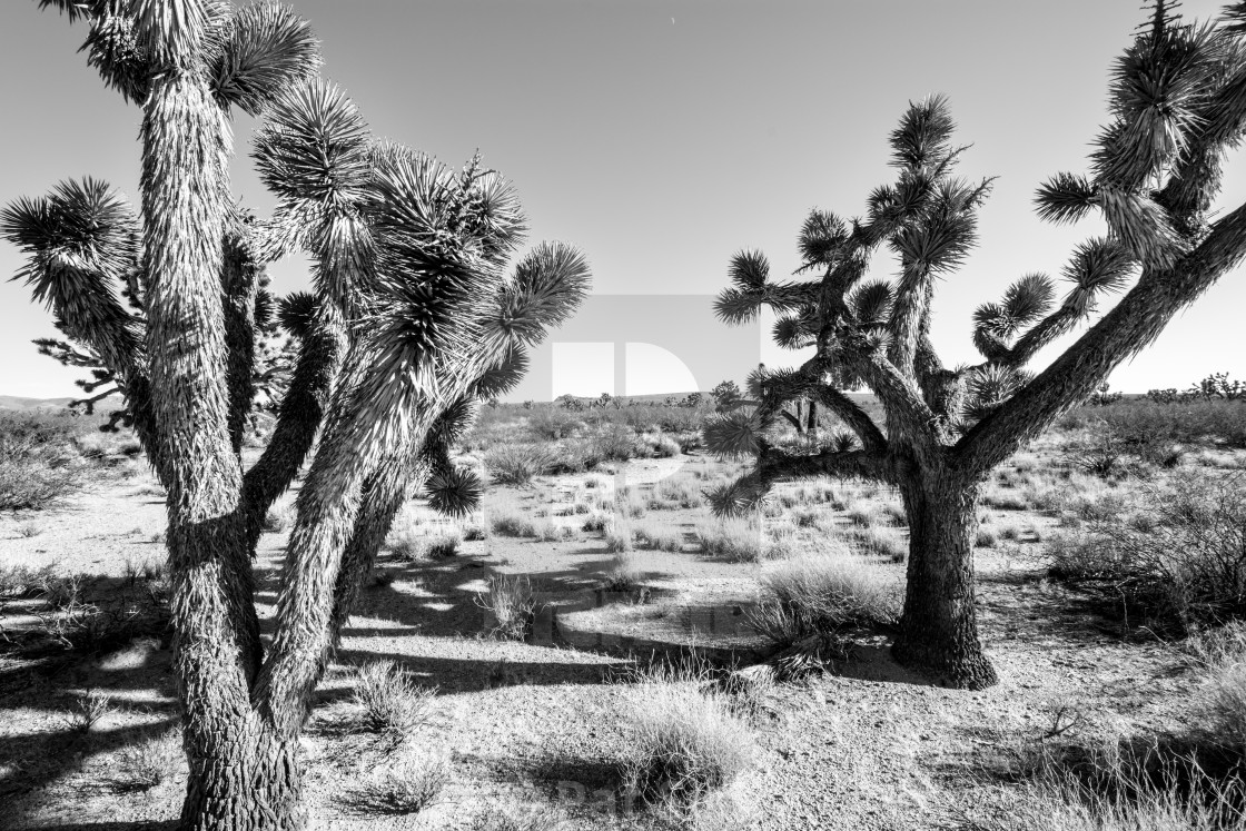 "Cactus #9" stock image