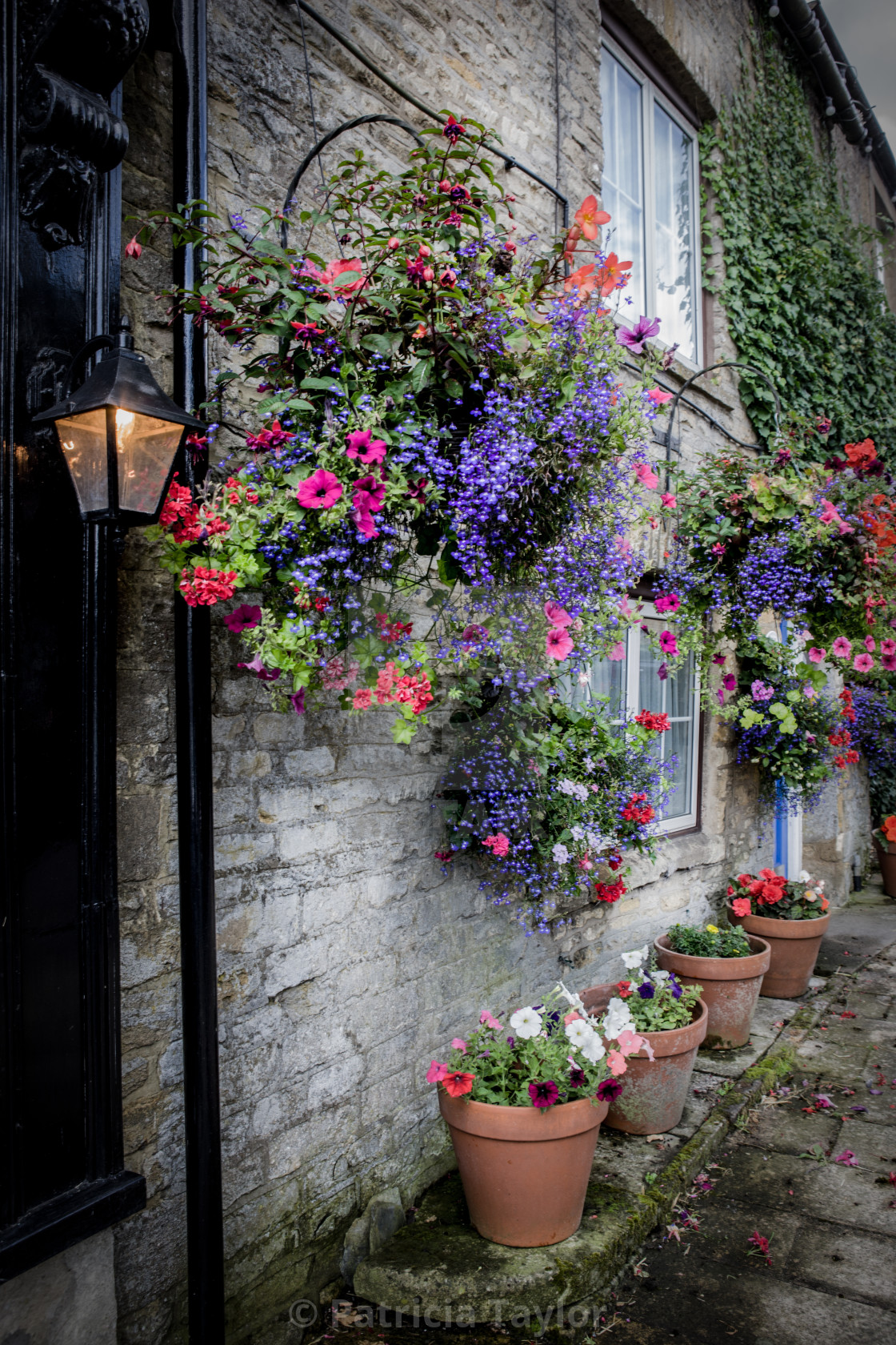 "Hanging baskets and pot plants in Stow on the Wold in the Cotswo" by Patricia Taylor - $76.73 "Hanging baskets and pot plants in Stow on the Wold in the Cotswo" stock image