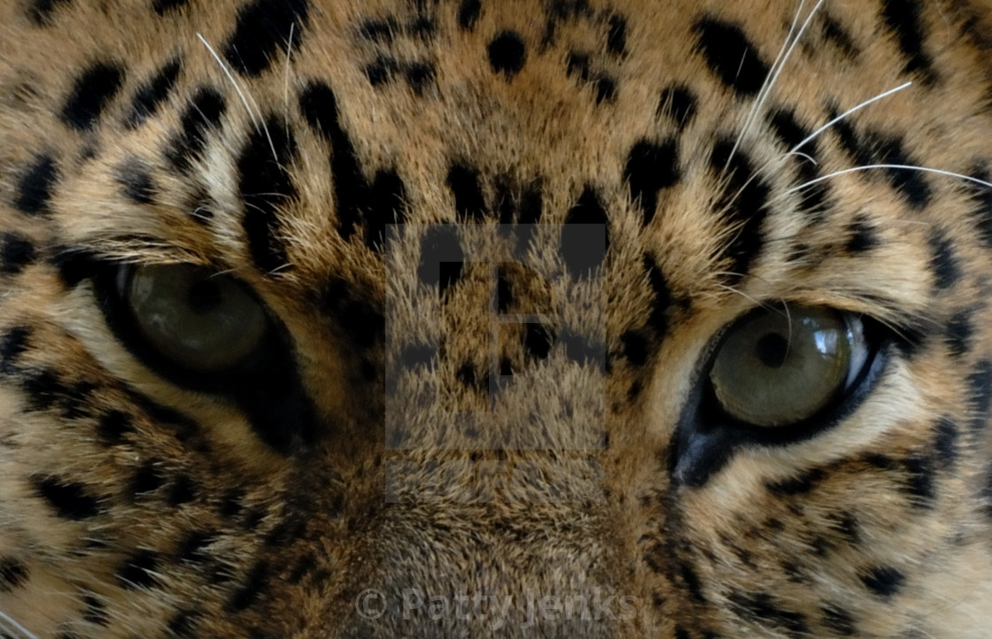 Wallpaper Leopared Eyes License Download Or Print For 18 60 Photos Desktop Wallpaper Free