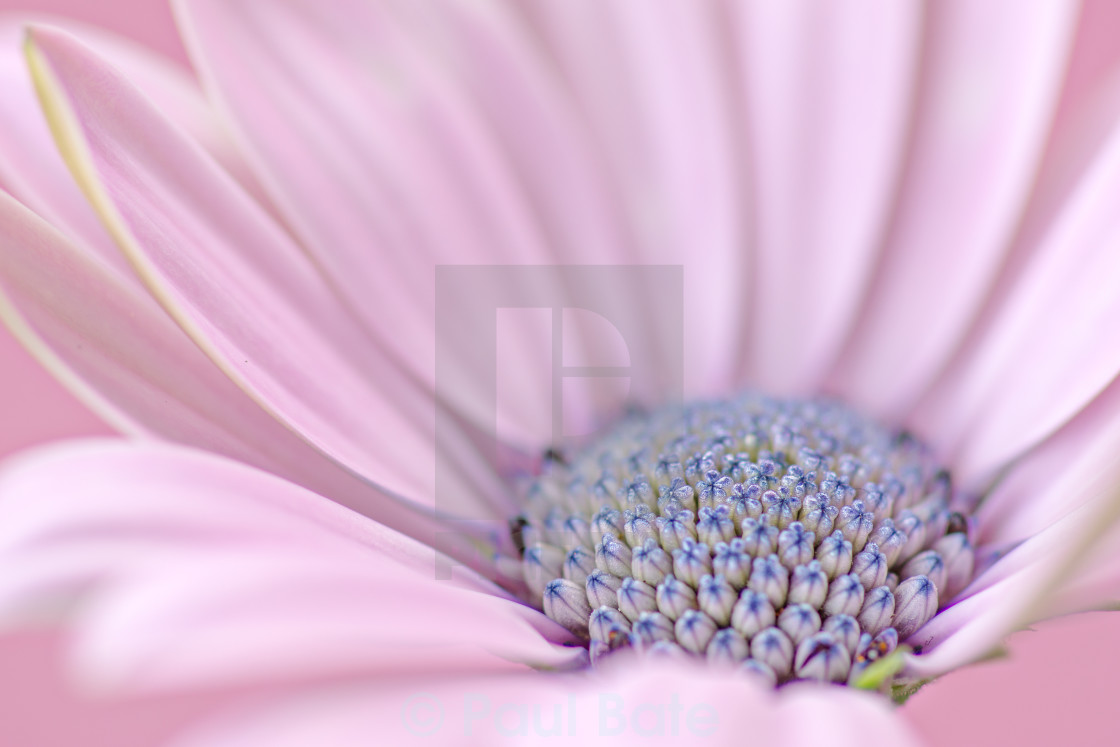 "Flower" stock image