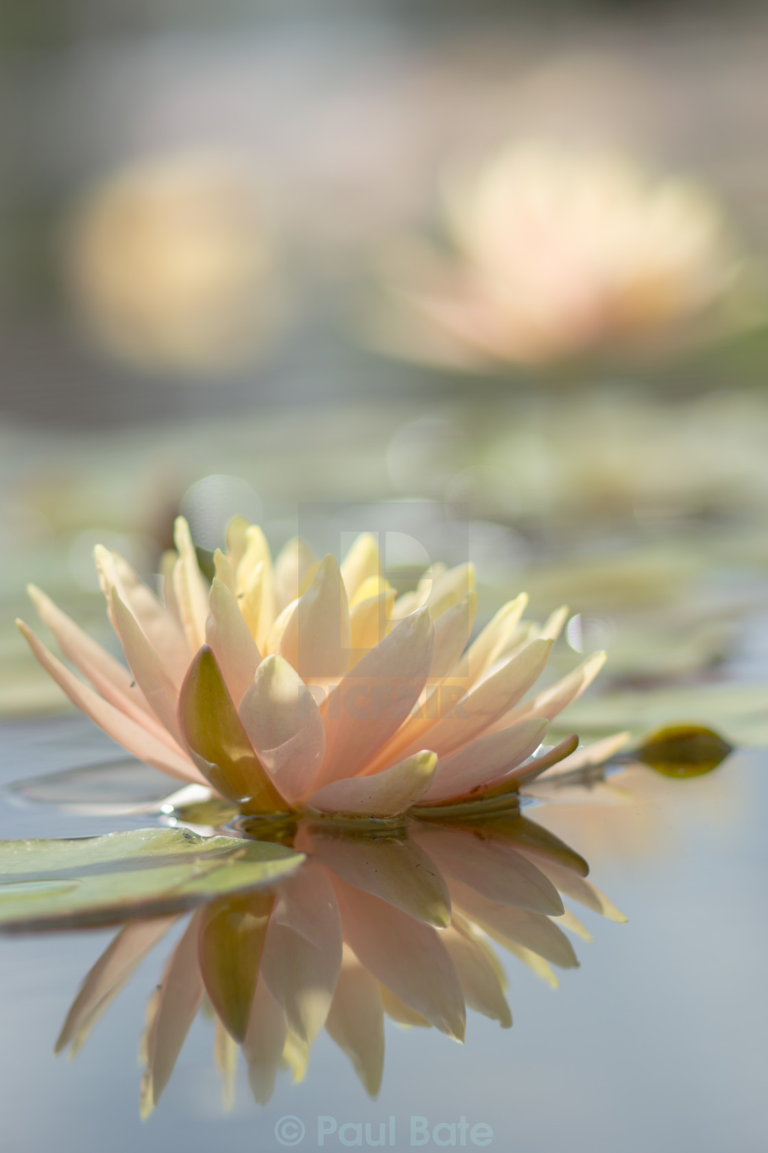 "Waterlilies" stock image