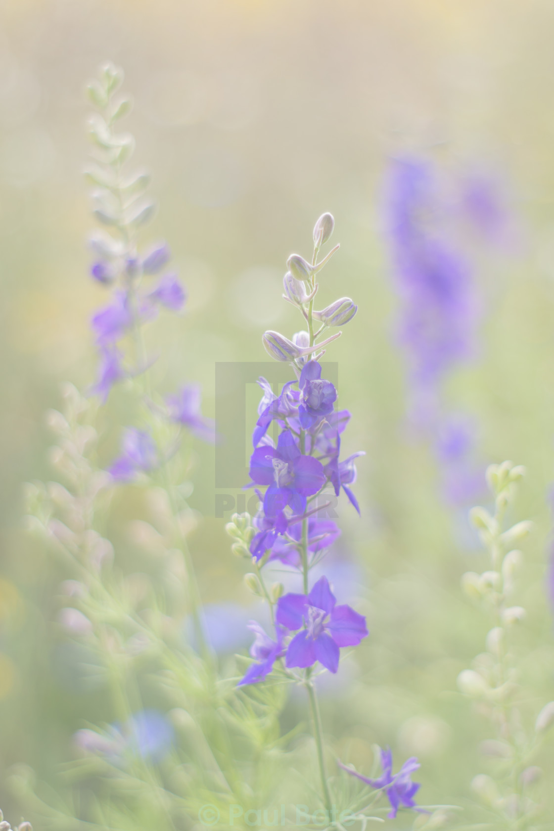 "Blue Wildflowers" stock image