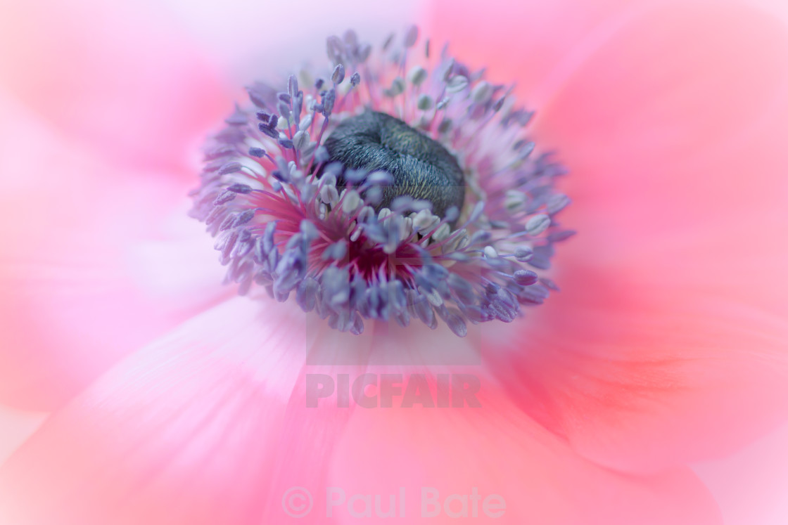 "Poppy Anemone" stock image