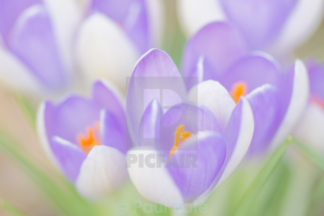 "Spring Flowers" stock image