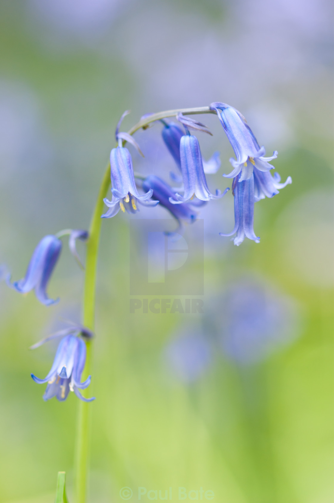 "Bluebells" stock image