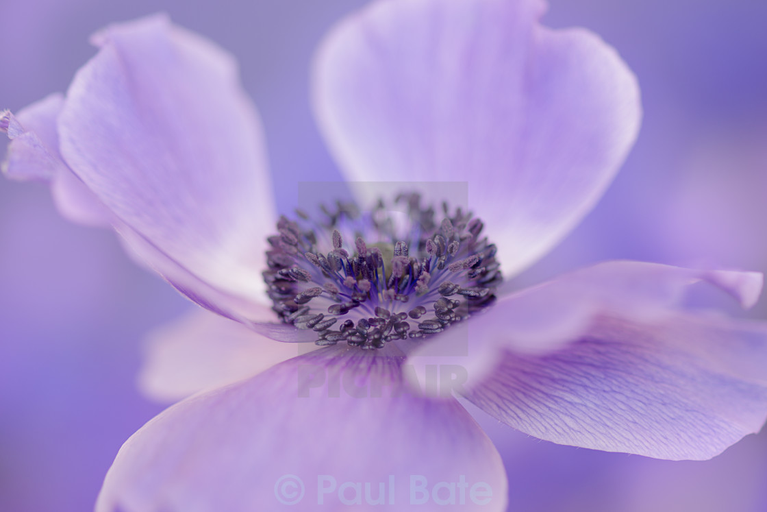 "Purple Anemone" stock image