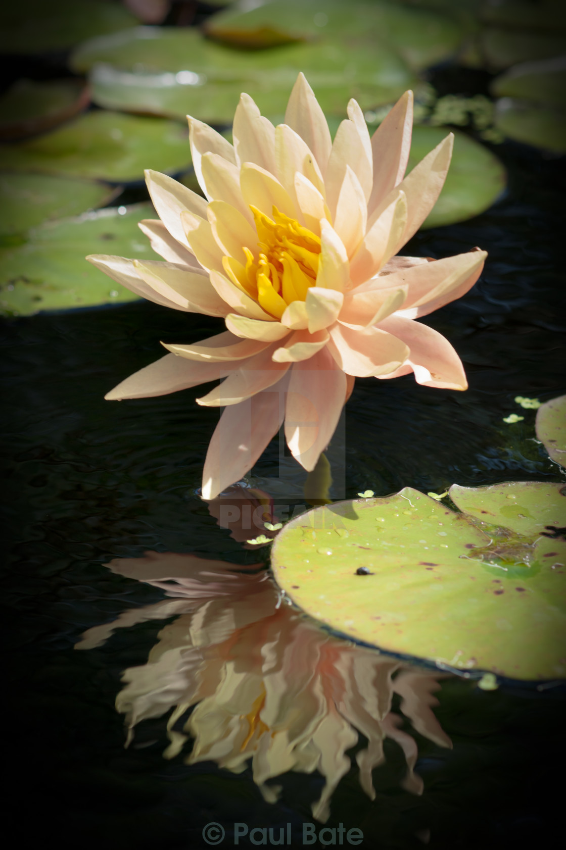 "Waterlily Reflection" stock image