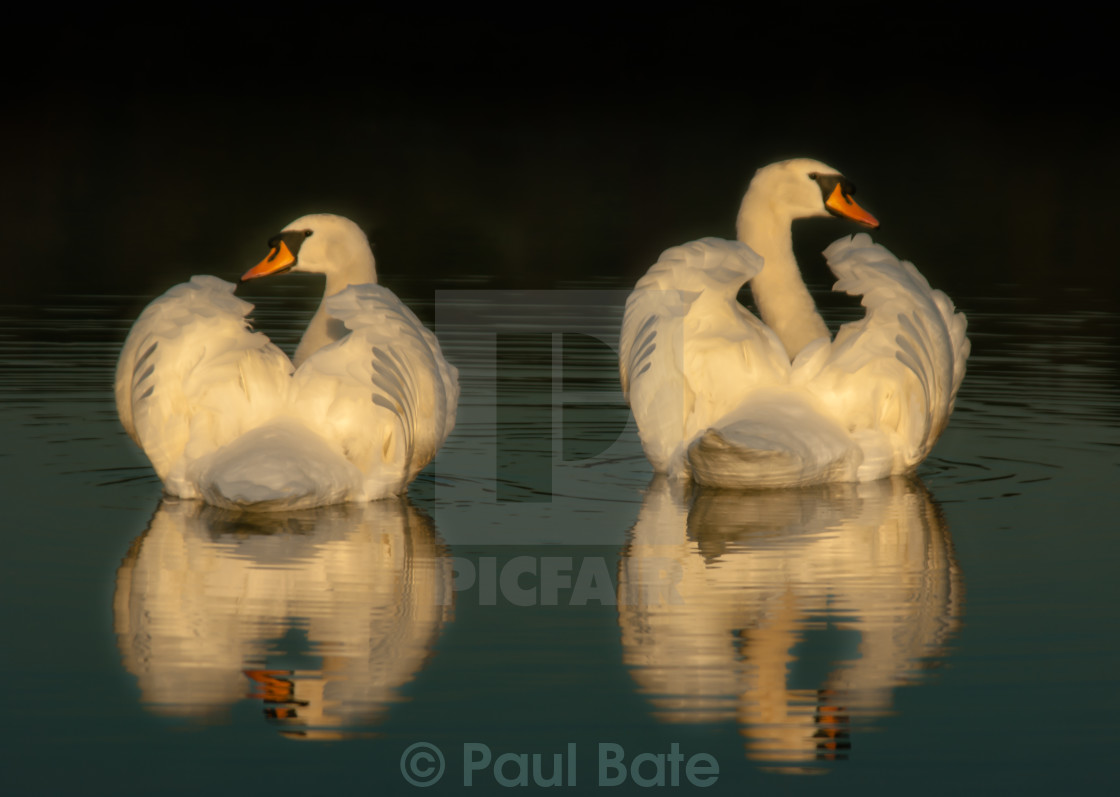 "Two Swans" stock image