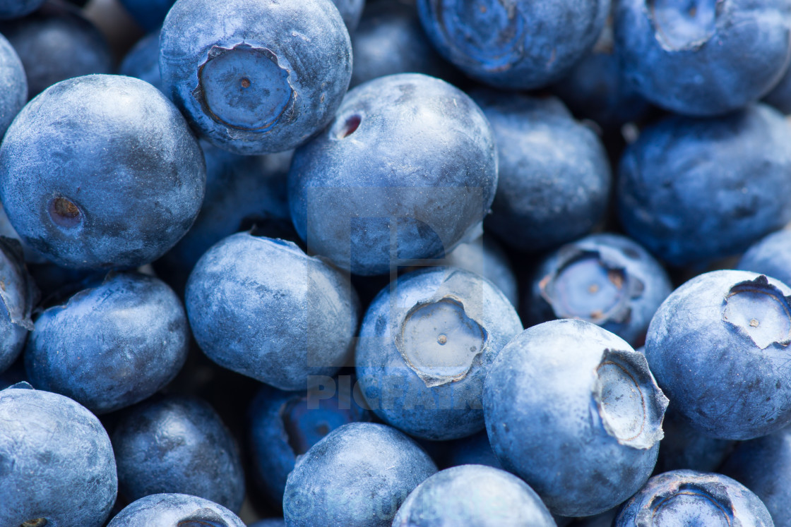 "Blueberries" stock image