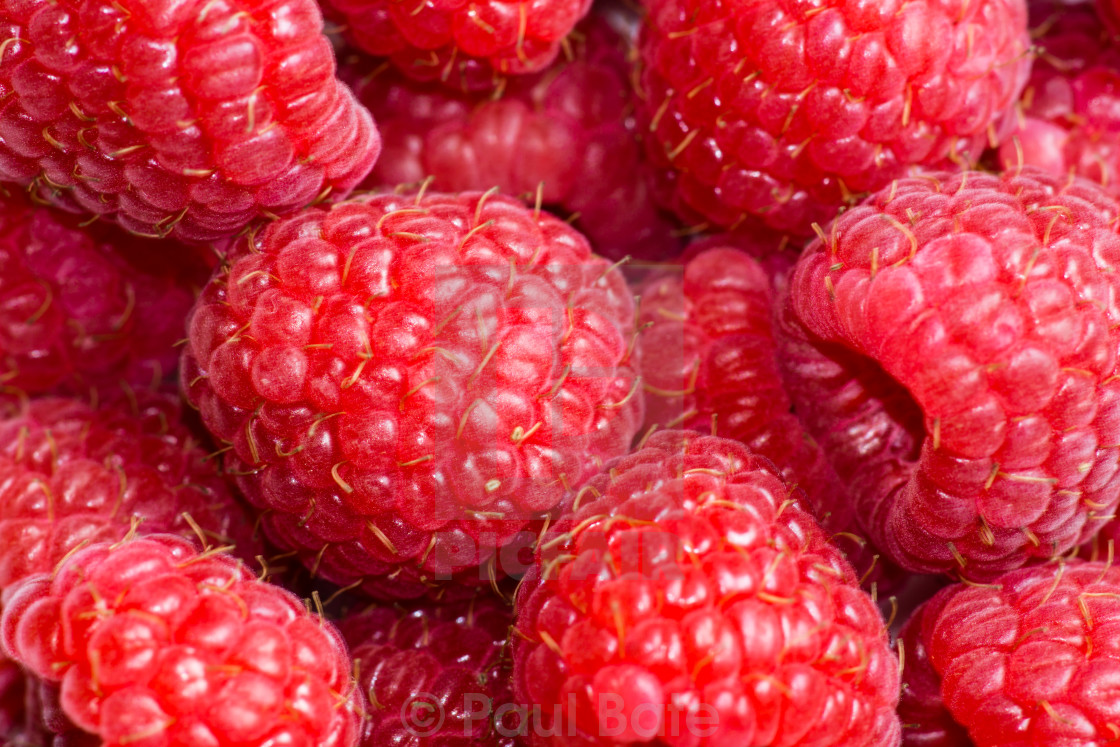 "Rasberries" stock image