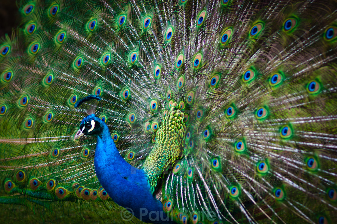 "Peacock" stock image