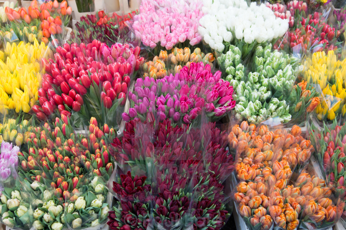 "Bunches Of Tulips" stock image