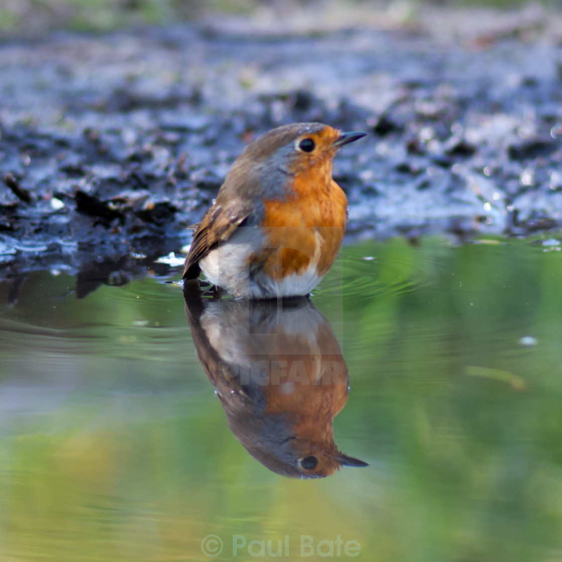 "Robin Reflections" stock image