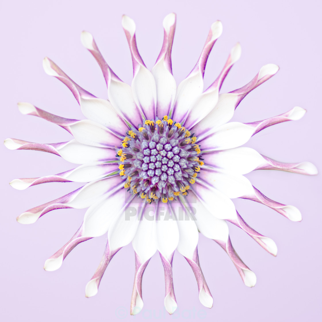 "Osteospermum" stock image