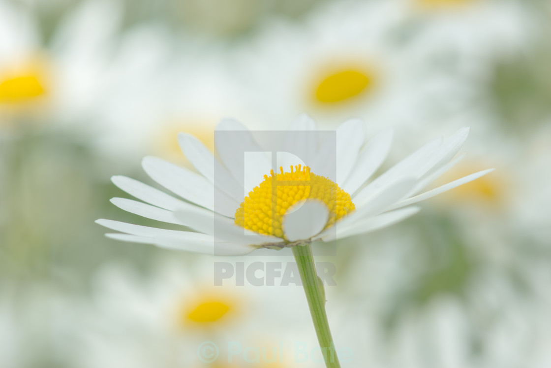 "Daisies" stock image