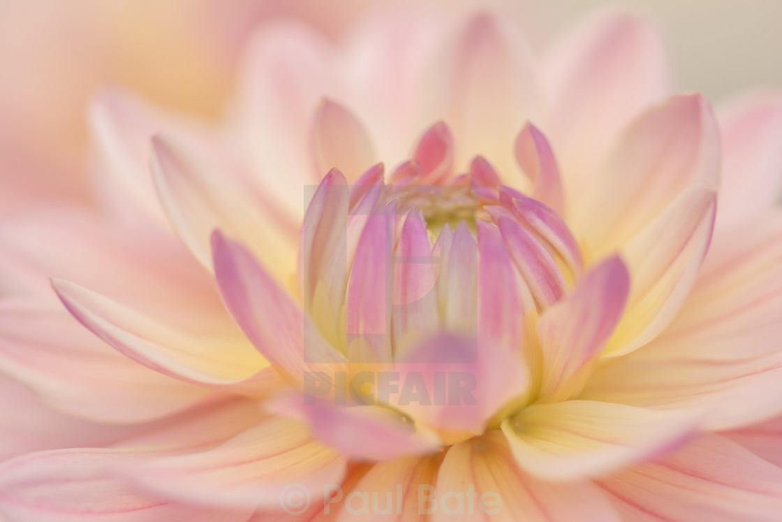 "Pink Dahlia" stock image