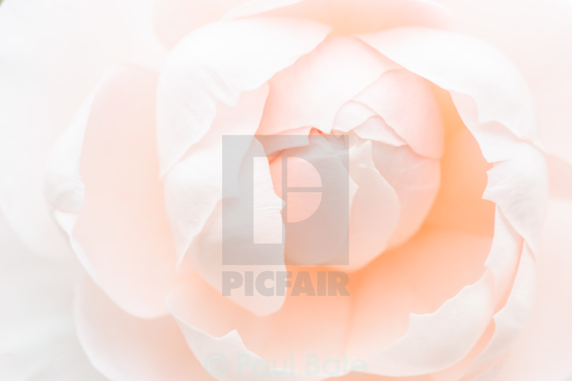 "Peach Rose" stock image