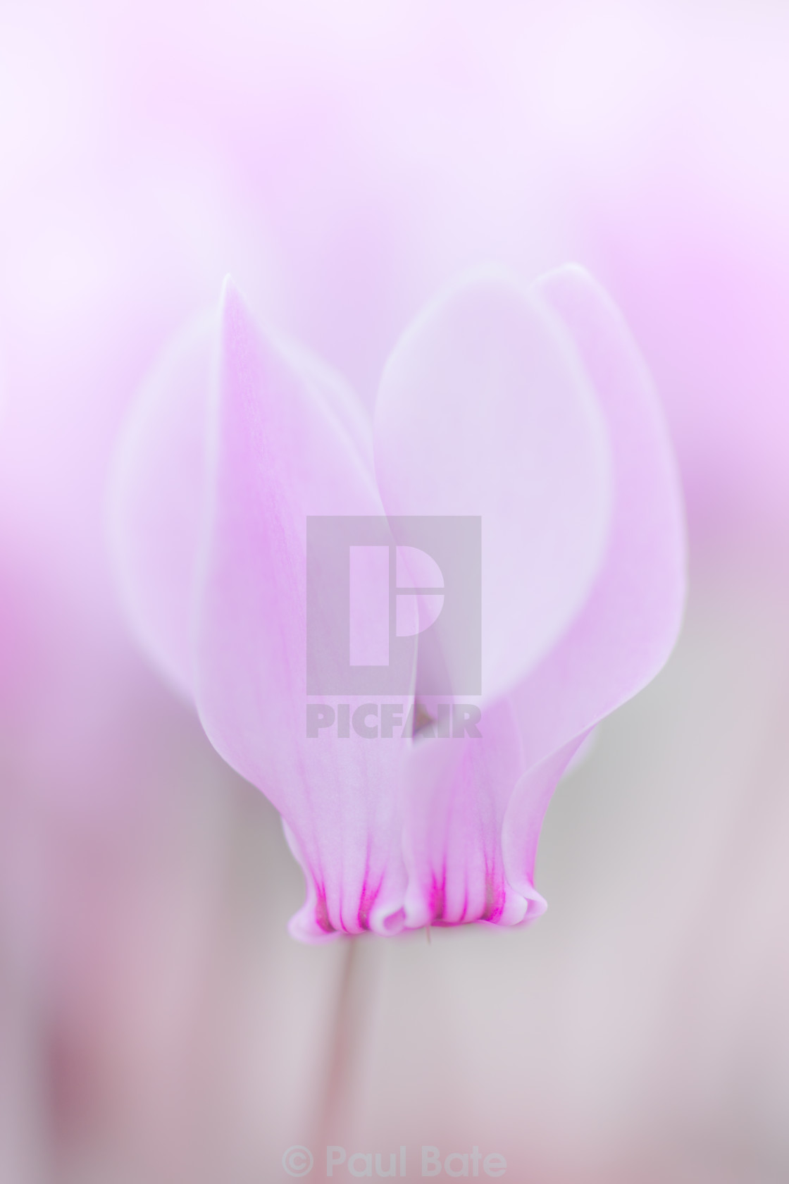 "Cyclamen" stock image