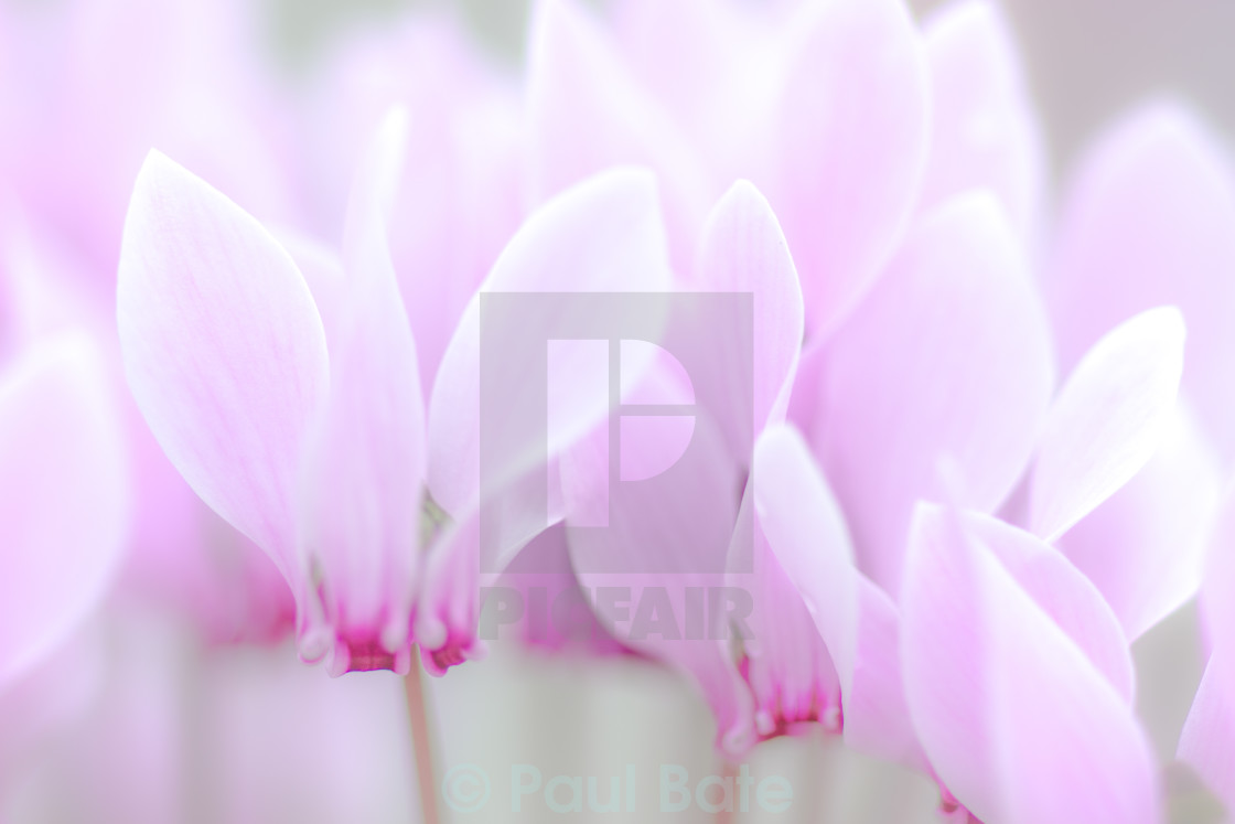 "Cyclamen II" stock image