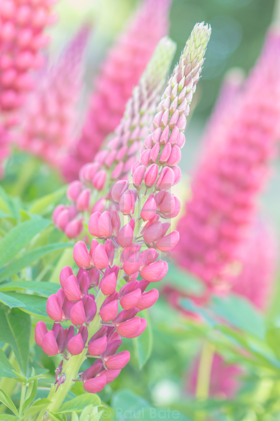 "Pink Lupins" stock image