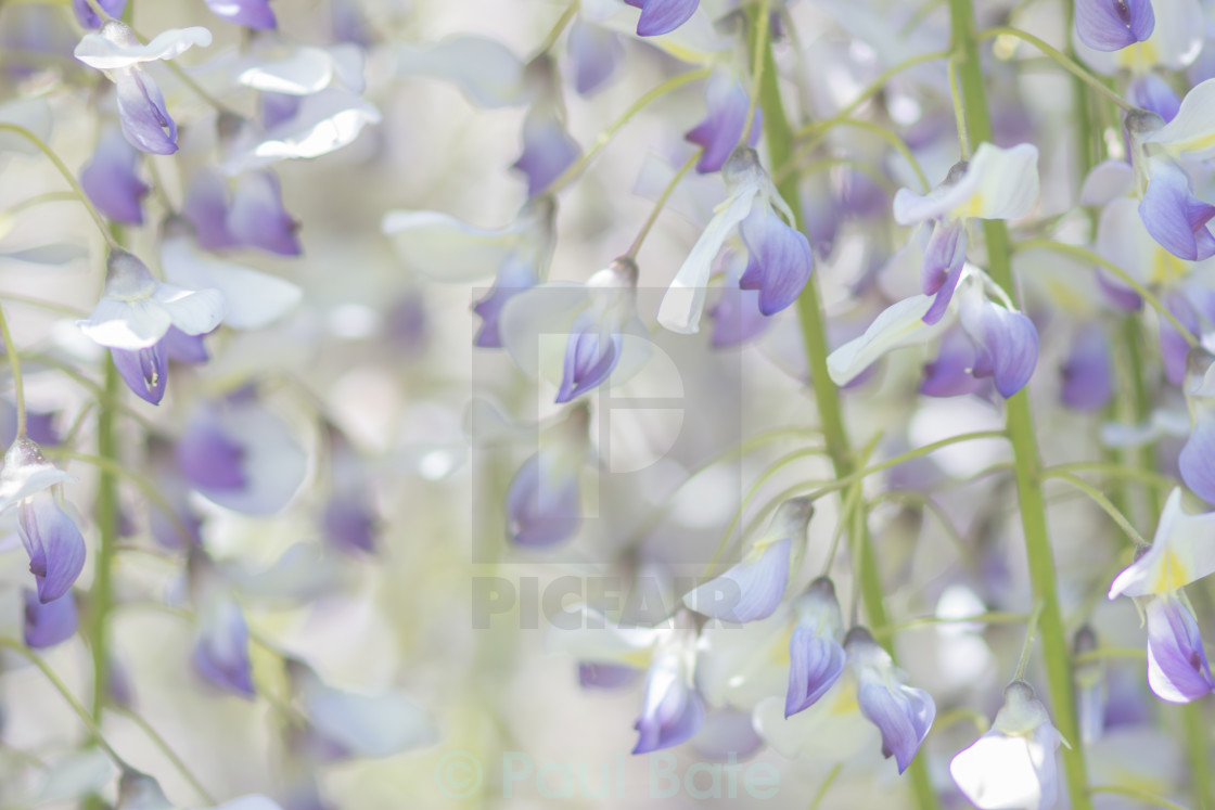 "Wisteria" stock image