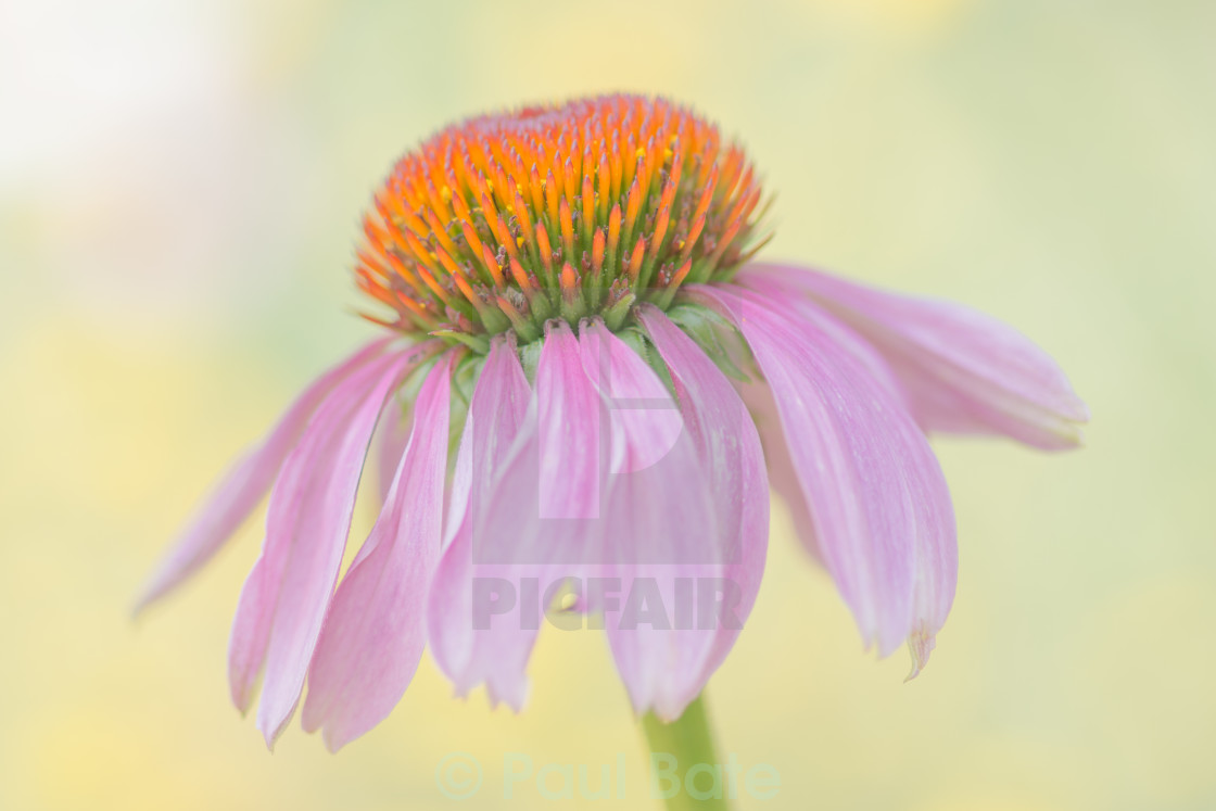 "Echinacea" stock image