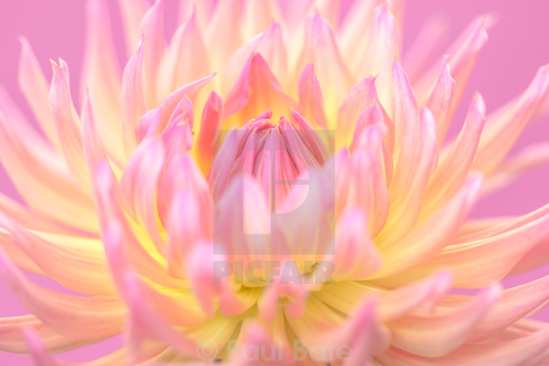 "Shocking Pink II" stock image