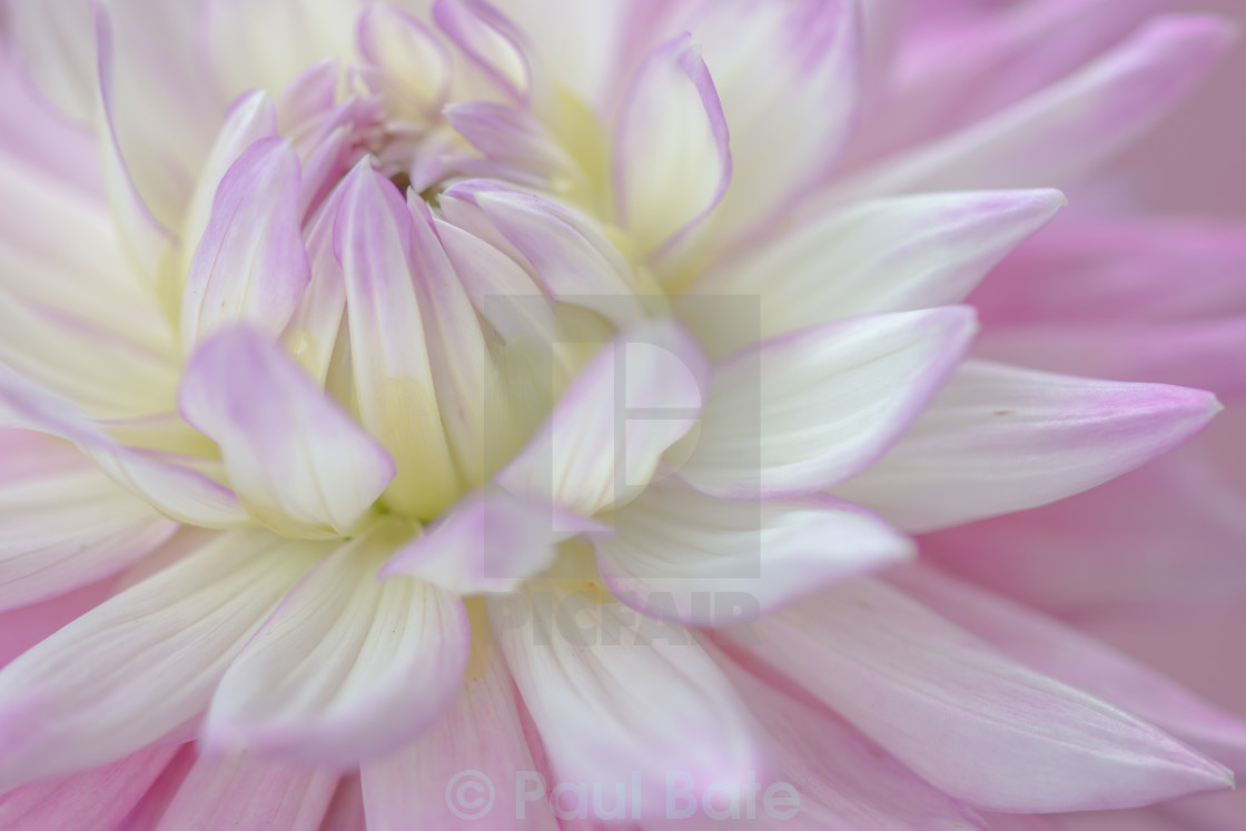 "Lilac Dahlia" stock image