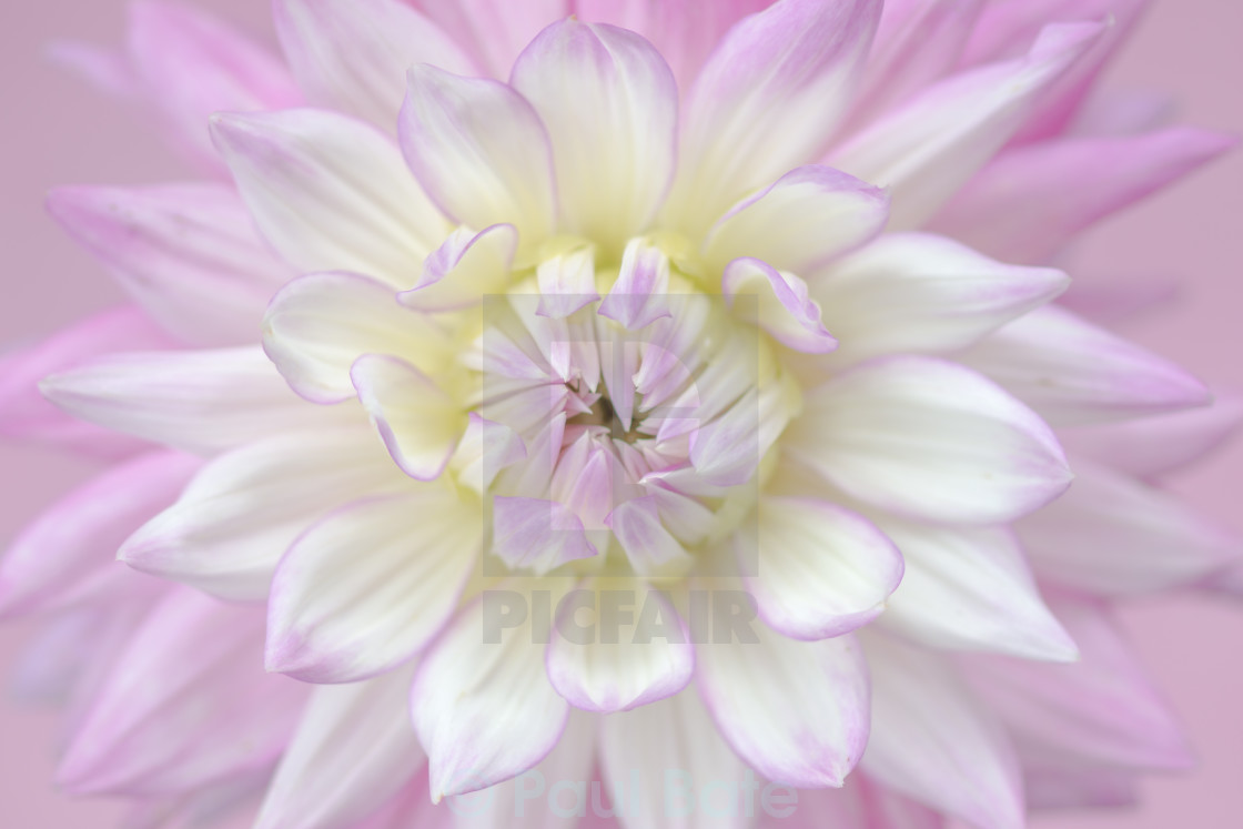 "Lilac Dahlia" stock image