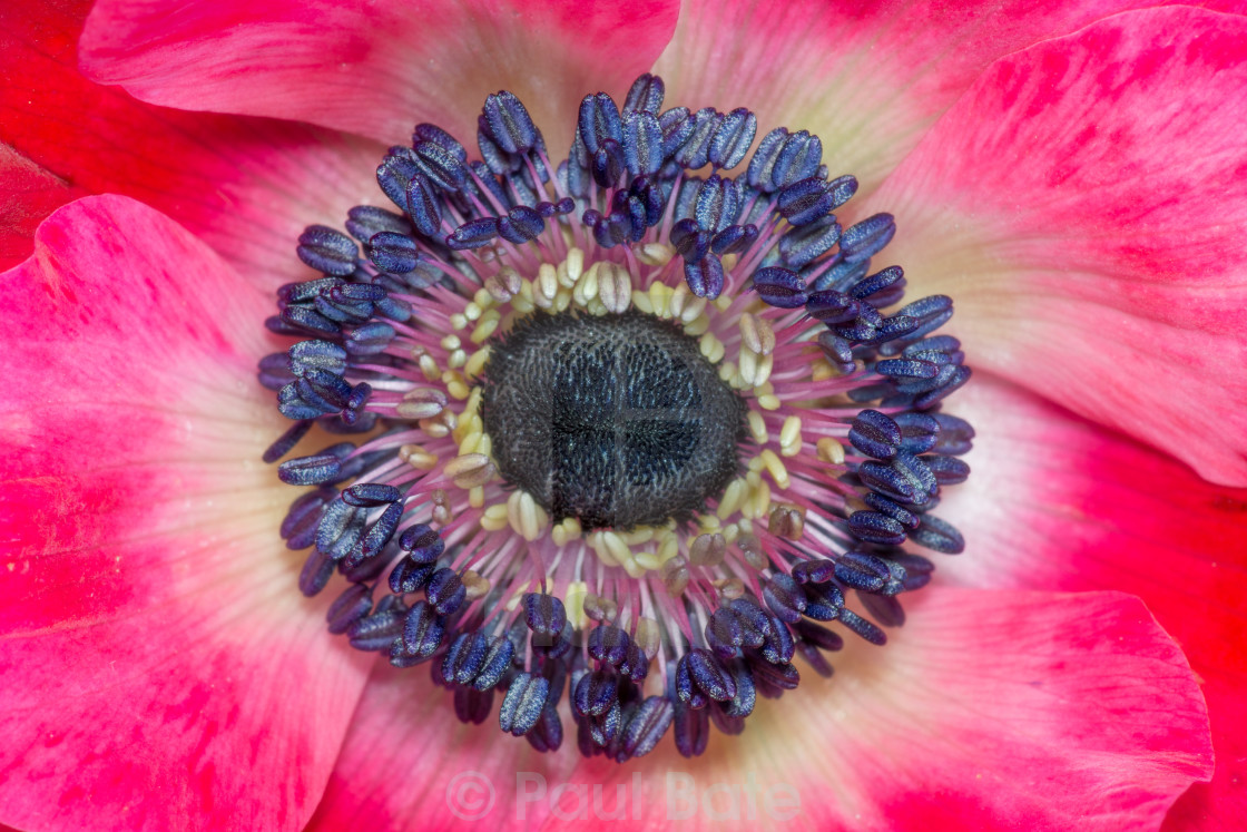 "Poppy Anemone" stock image