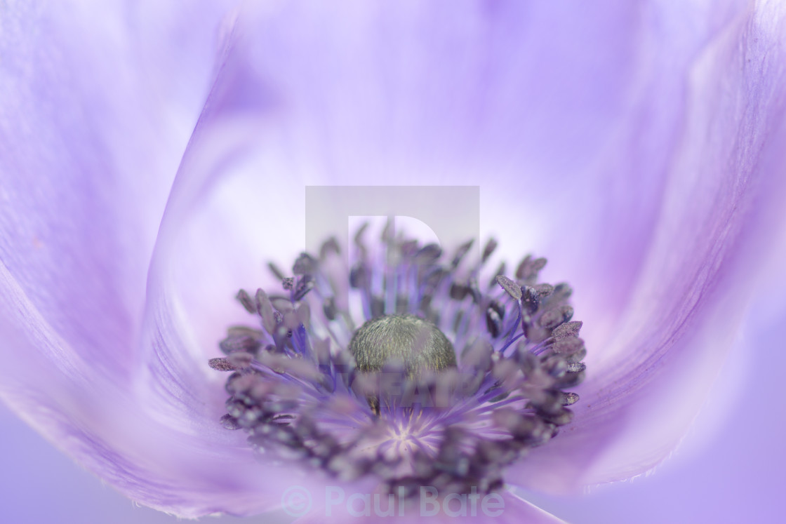 "Purple Poppy" stock image