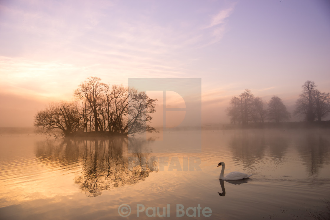 "Swan Lake" stock image