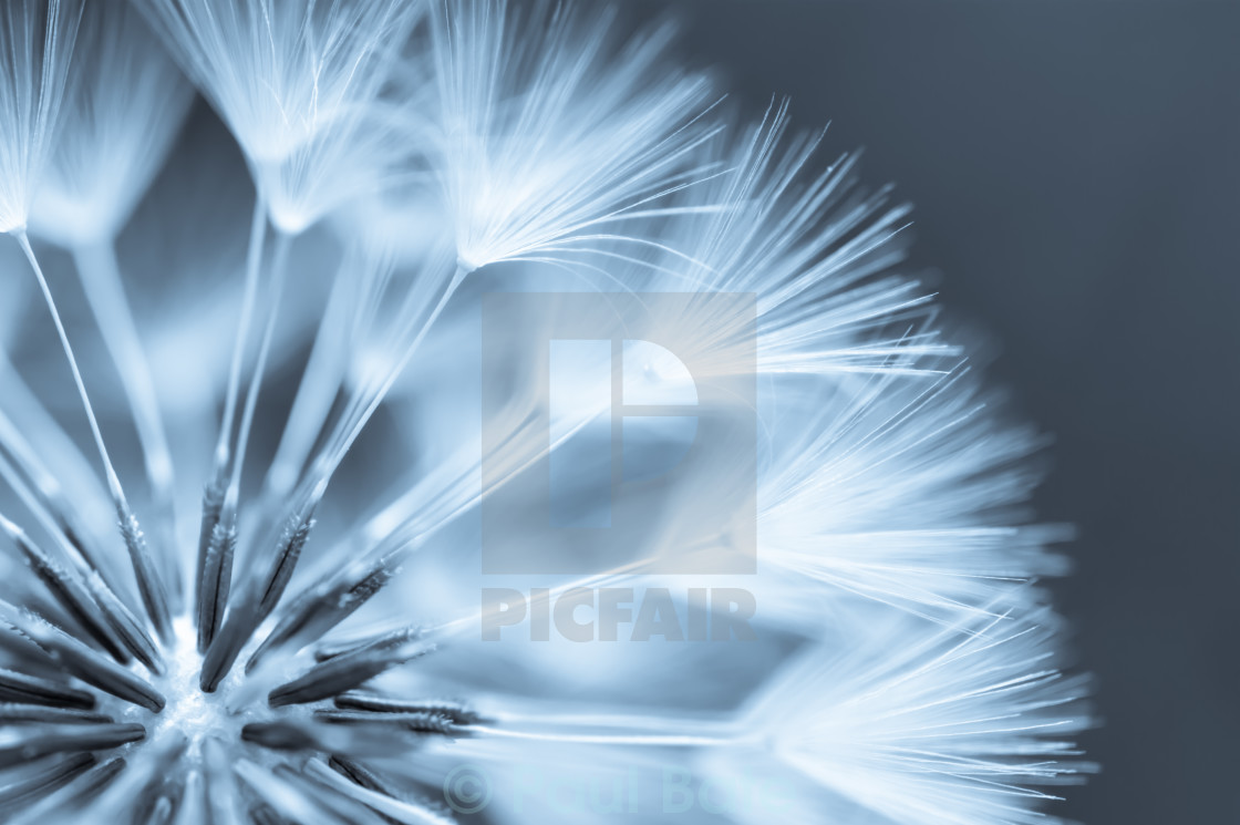 "Dandelion Seeds" stock image