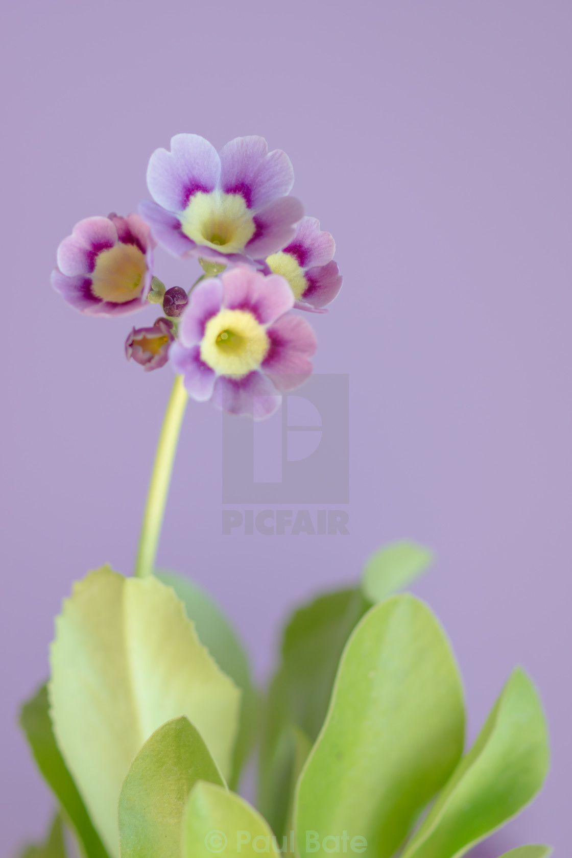 "Purple Primula" stock image