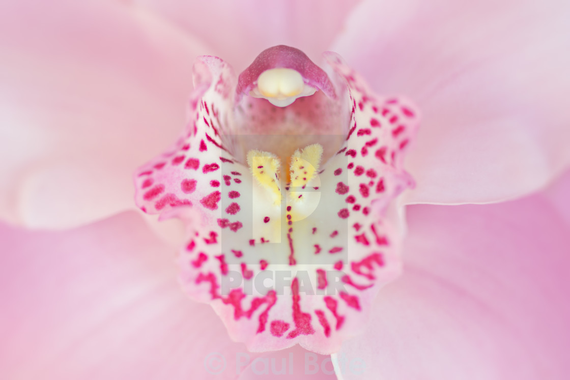 "Orchid" stock image