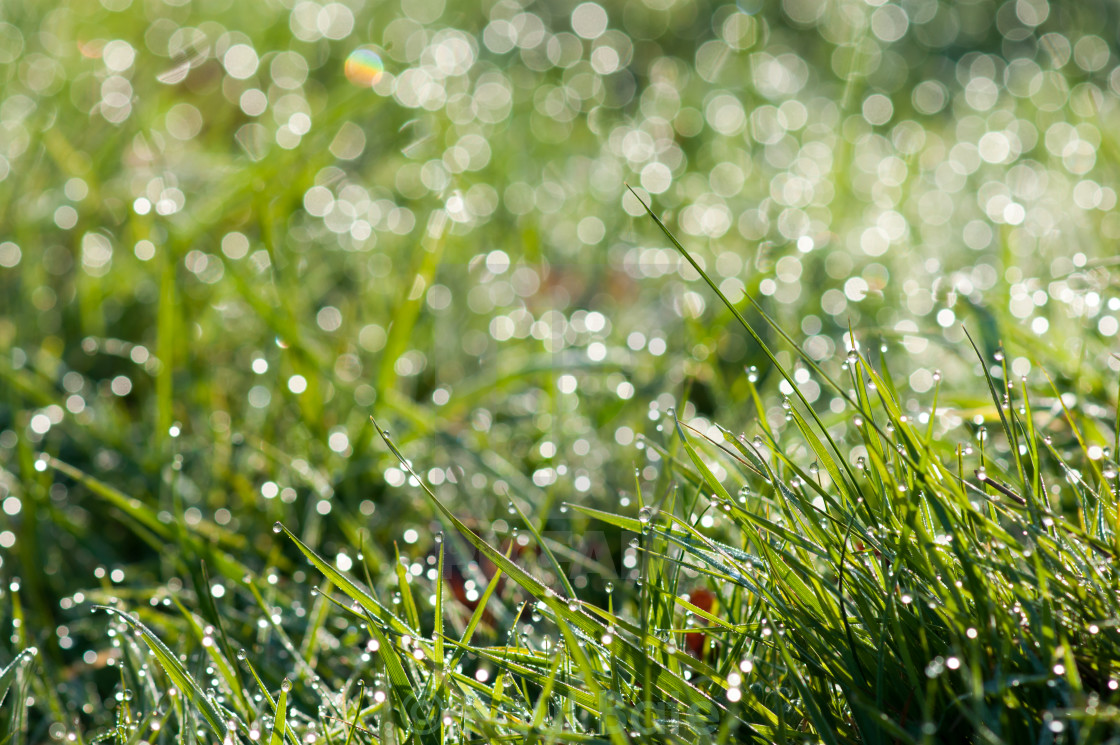 "Dew Drops" stock image