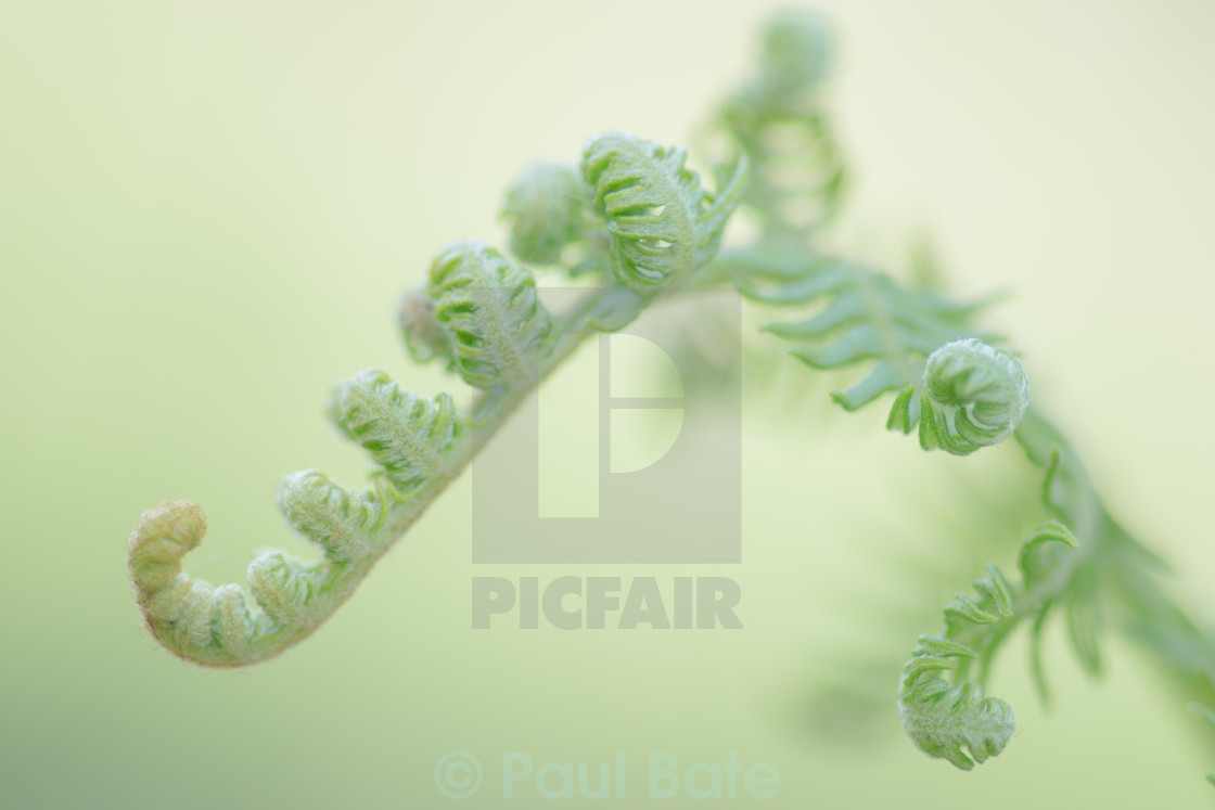 "Fern" stock image