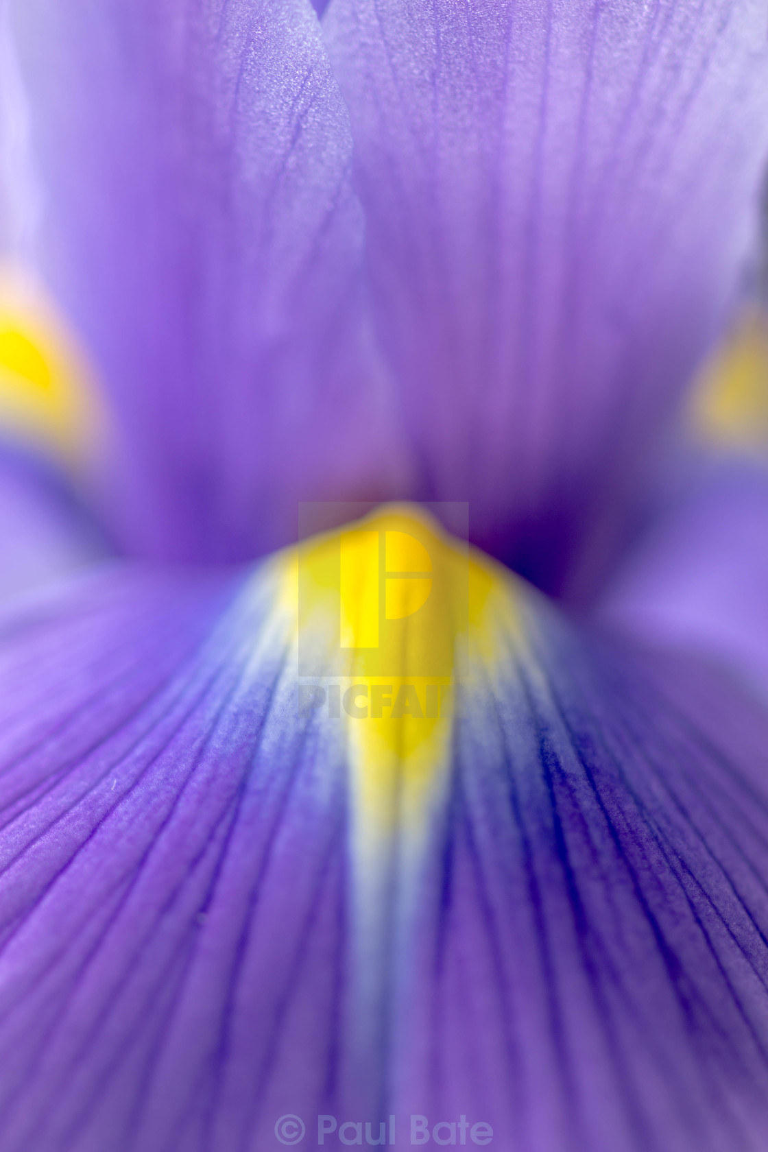 "Iris Flower" stock image