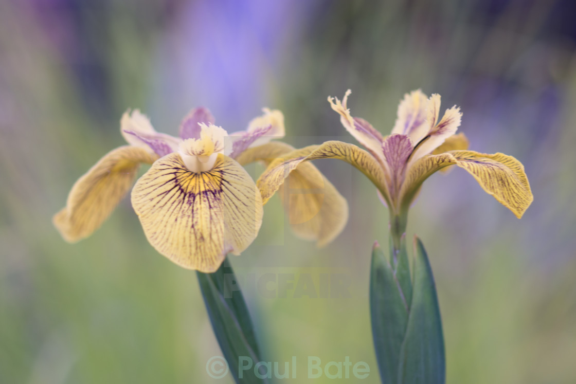 "Iris Flowers" stock image