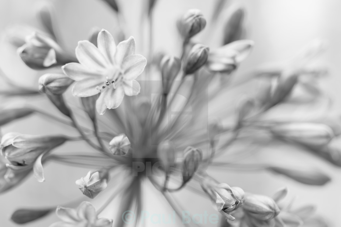 "Mono Flower" stock image