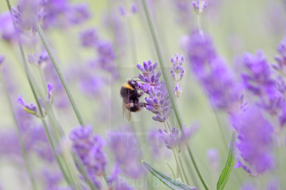 "Lavender Bee" stock image