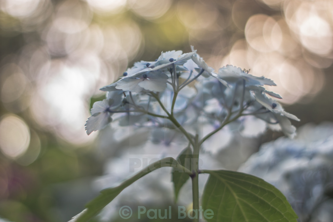 "Blue Hydrangea" stock image