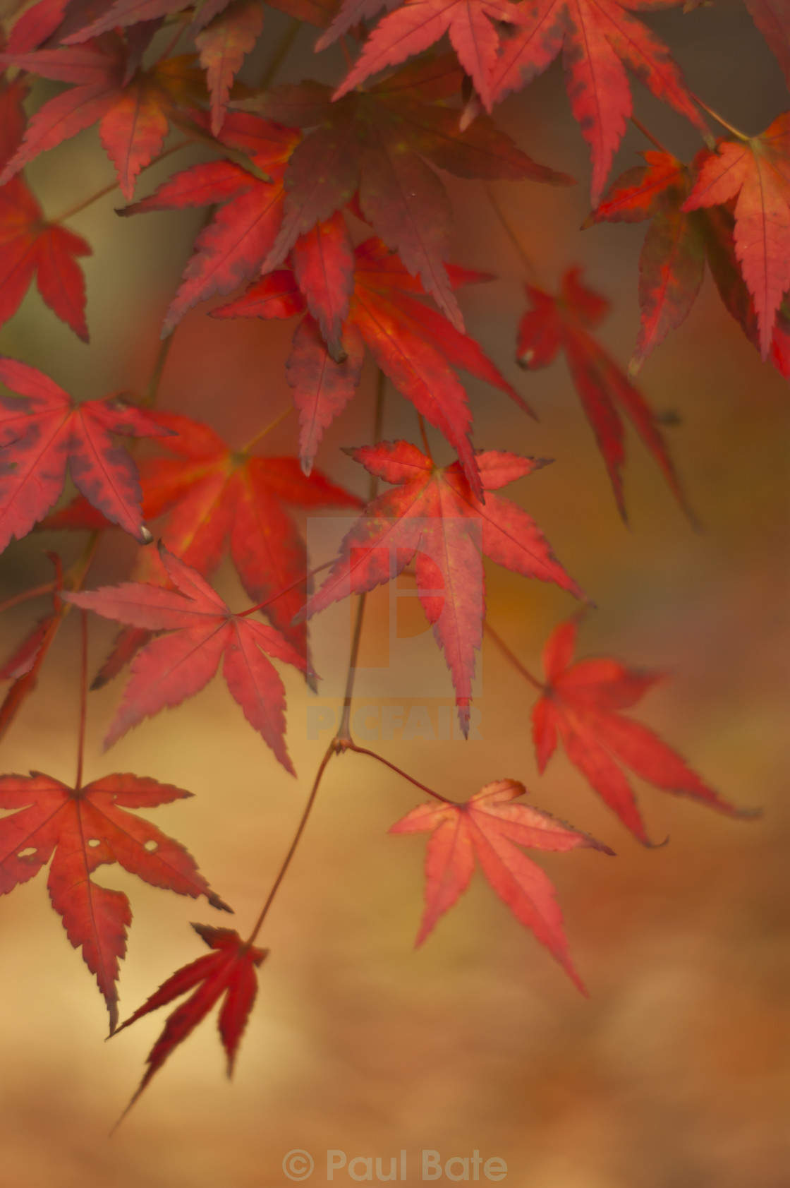 "Autumn Leaves" stock image