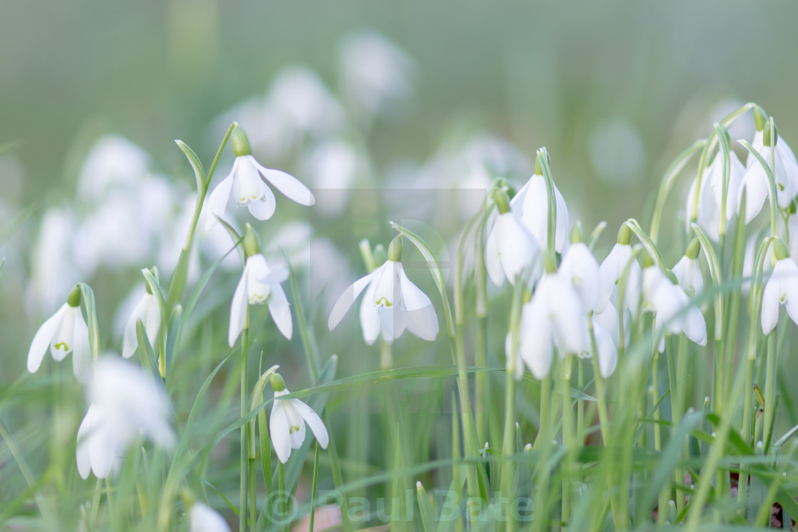 "Snowdrops" stock image