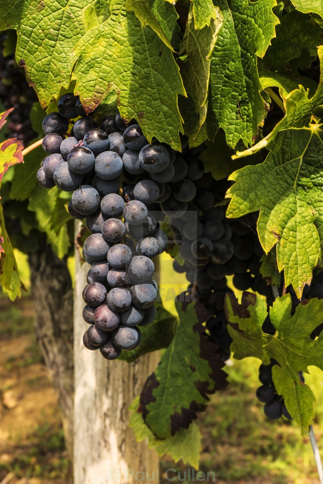 "Red wine grapes growing in the countryside" stock image