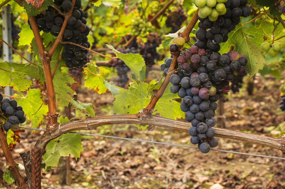 "Black Grapes on the vine" stock image