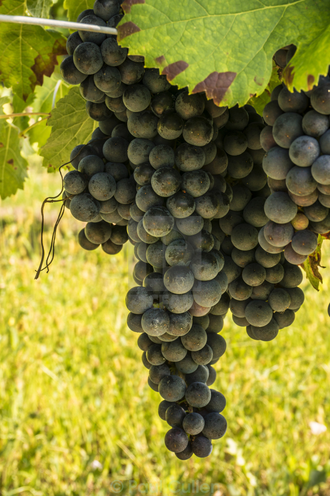 "Large bunch of red wine grapes ready for harvest" stock image