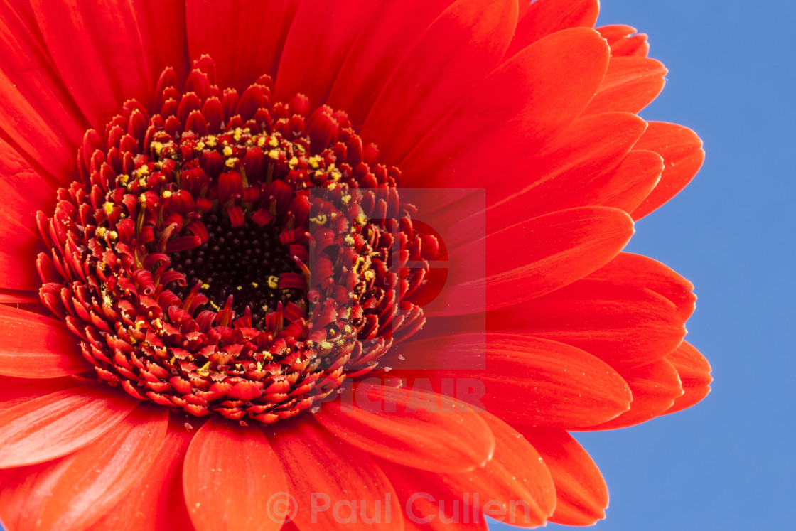 "Red Gerbera" stock image