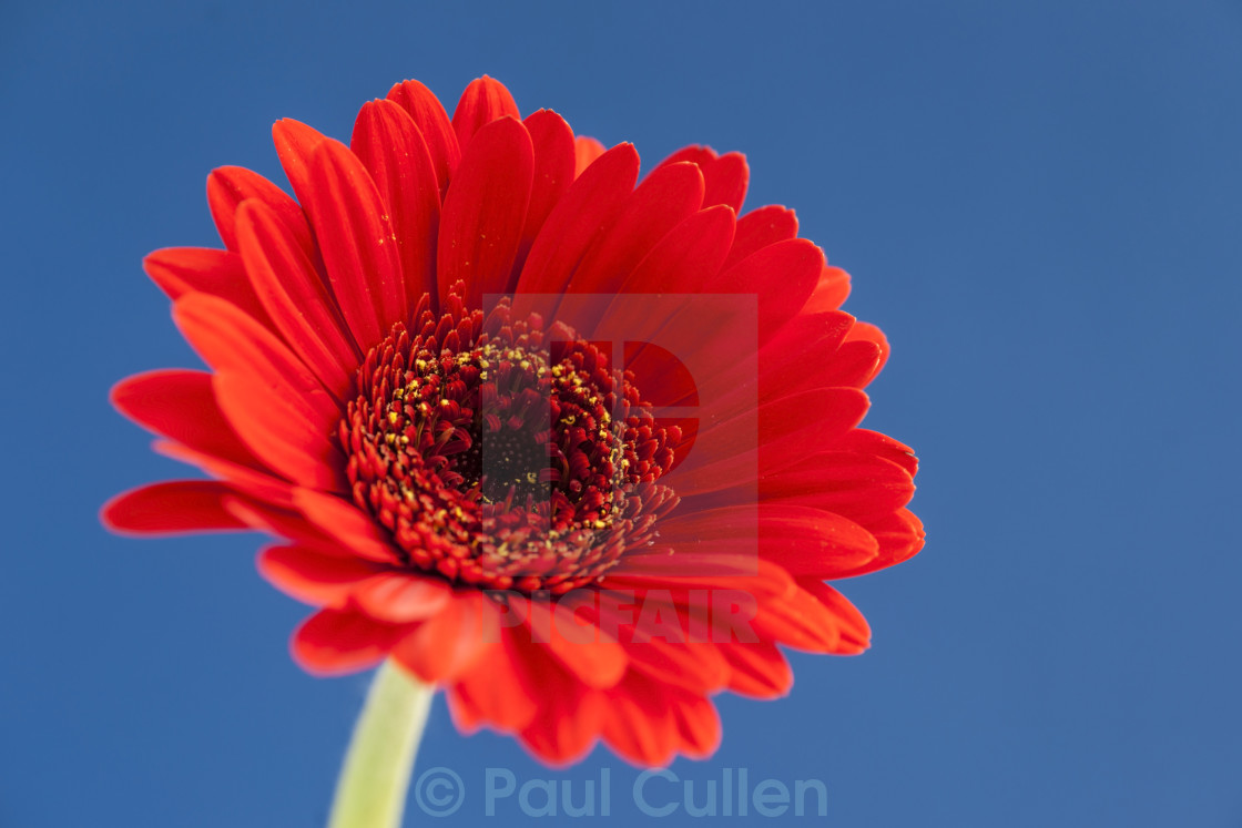 "Red Gerbera on bright blue background" stock image