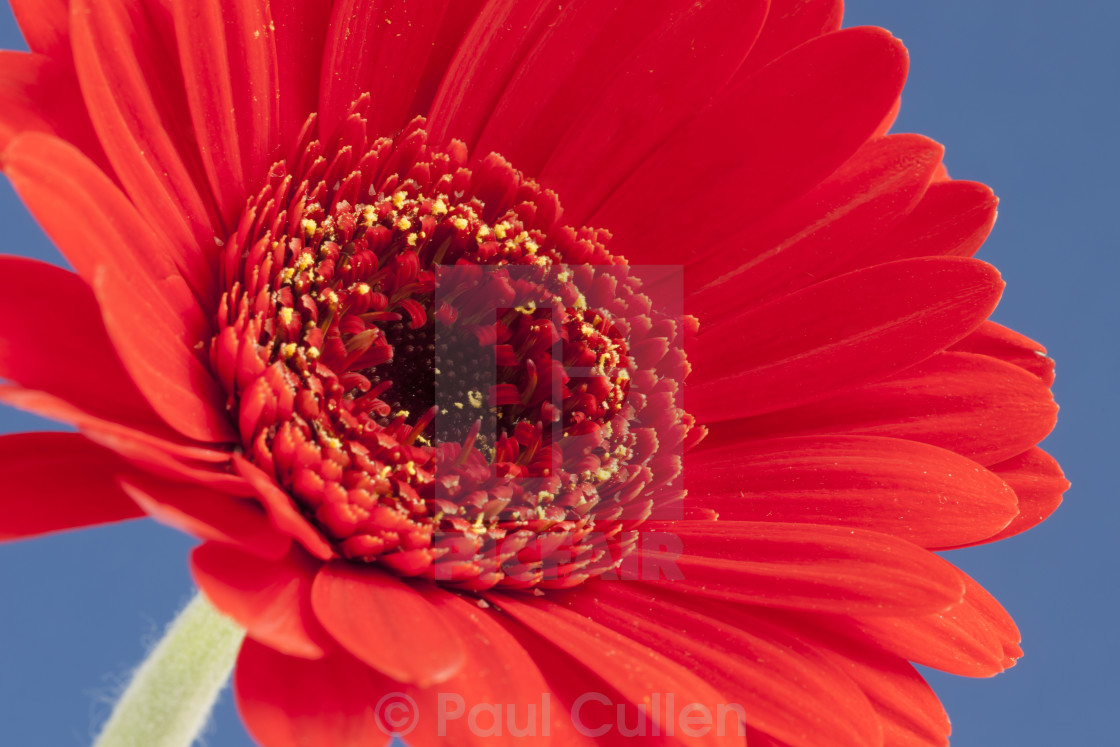 "Red Gerbera on Blue" stock image